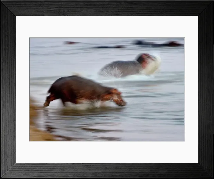 Framed Print : Hippopotamus (Hippopotamus amphibius) returning to river at dawn Framed Print : Hippopotamus (Hippopotamus amphibius) returning to river at dawn