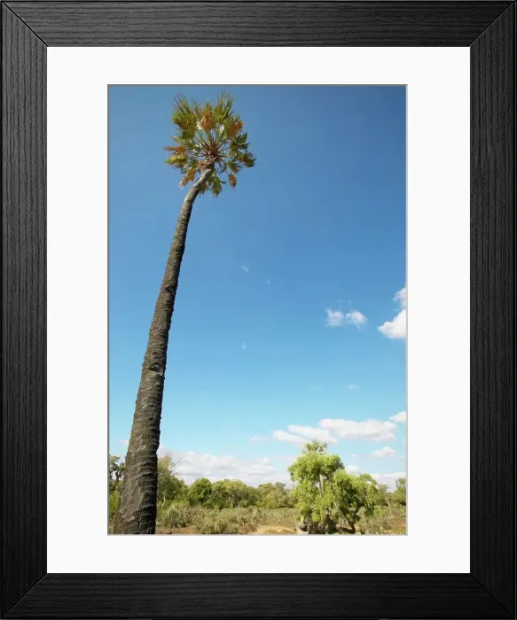 Framed Print : Lala Palm (Hyphaene coriacea). Northern Tuli Game Reserve