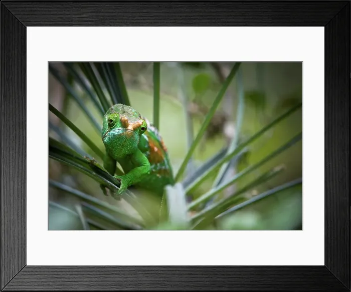 Framed Print : Male Parson's chameleon (Calumma parsonii) in canopy foliage Framed Print : Male Parson's chameleon (Calumma parsonii) in canopy foliage