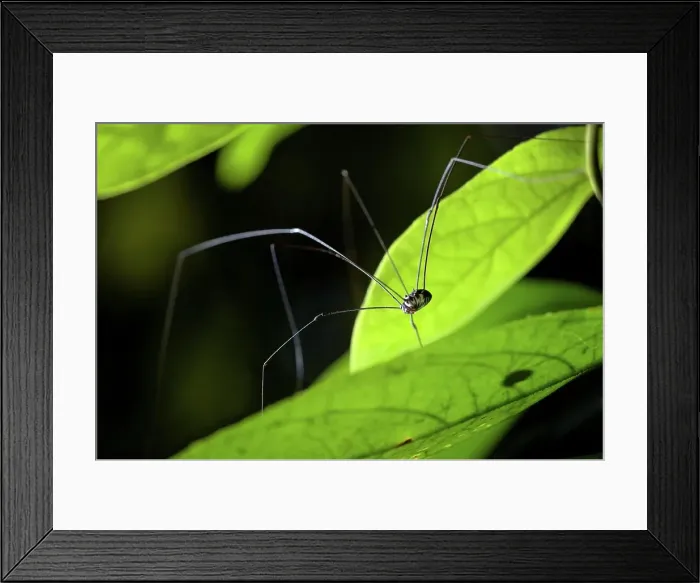 Framed Print : Harvestman (Arachnida: Opiliones: Laniatores) in montane mossy heath forest Framed Print : Harvestman (Arachnida: Opiliones: Laniatores) in montane mossy heath forest