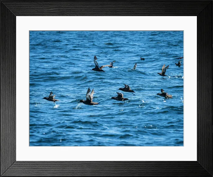 Framed Print : Ardenna Grisea Ardenna Grisea Monterey Bay California