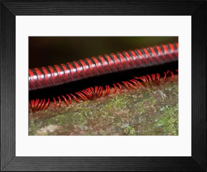 Framed Print : Giant Millipede in a lowland rainforest