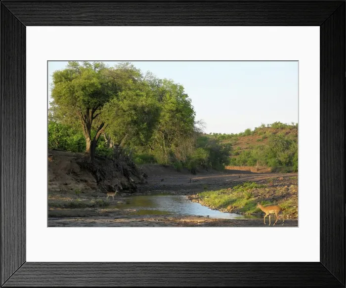 Framed Print : Majale River scene. Mashatu Game Reserve