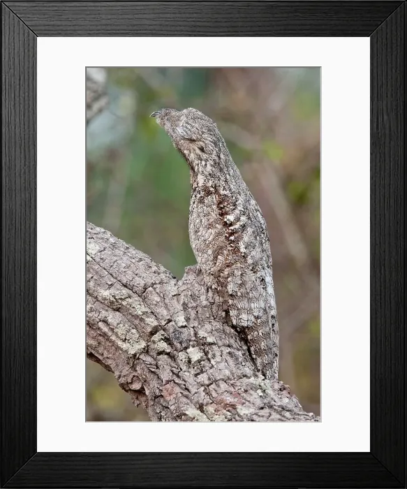 Framed Print : Great potoo (Nyctibius grandis) Framed Print : Great potoo (Nyctibius grandis)