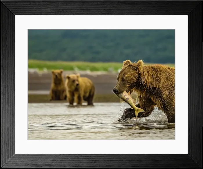 Framed Print : Alaska Chasing Salmon Coastal Brown Bears (Ursus Arctos Horribilis) Framed Print : Alaska Chasing Salmon Coastal Brown Bears (Ursus Arctos Horribilis)