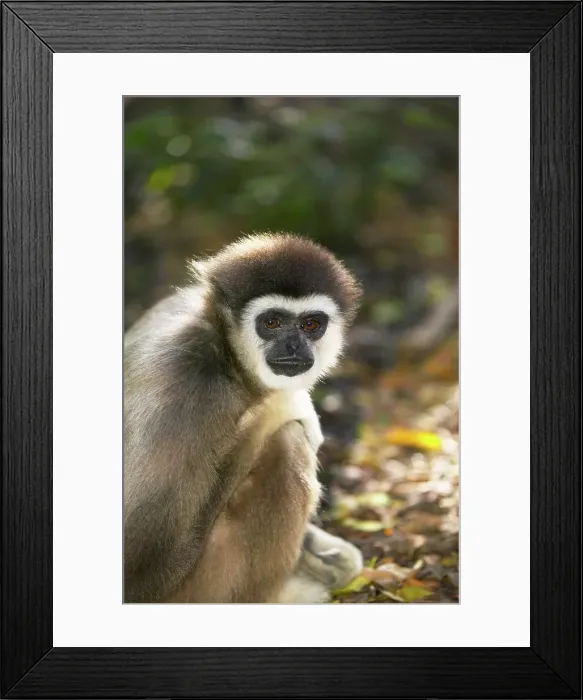 Framed Print : White- handed gibbon. Monkeyland Primate Sanctuary Framed Print : White- handed gibbon. Monkeyland Primate Sanctuary