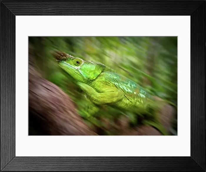Framed Print : Male Parson's chameleon (Calumma parsonii) in rainforest understory Framed Print : Male Parson's chameleon (Calumma parsonii) in rainforest understory