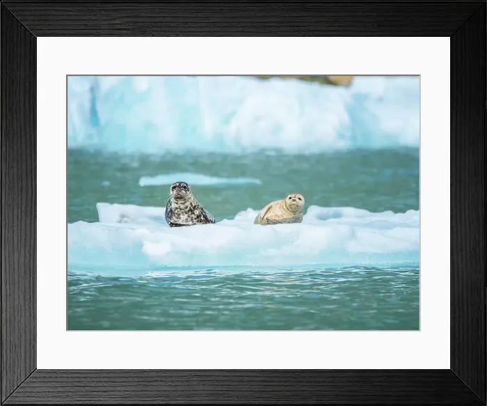 Framed Print : Max Seigal Photography Animal Wildlife No People Framed Print : Max Seigal Photography Animal Wildlife No People