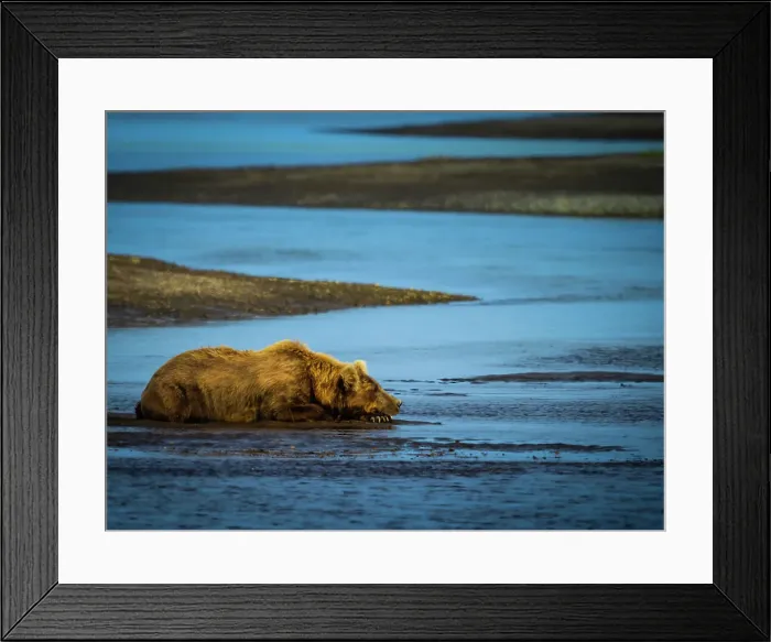 Framed Print : Alaska Alaska Peninsula Coastal Brown Bear Coastal Brown Bears (Ursus Arctos Horribilis) Framed Print : Alaska Alaska Peninsula Coastal Brown Bear Coastal Brown Bears (Ursus Arctos Horribilis)