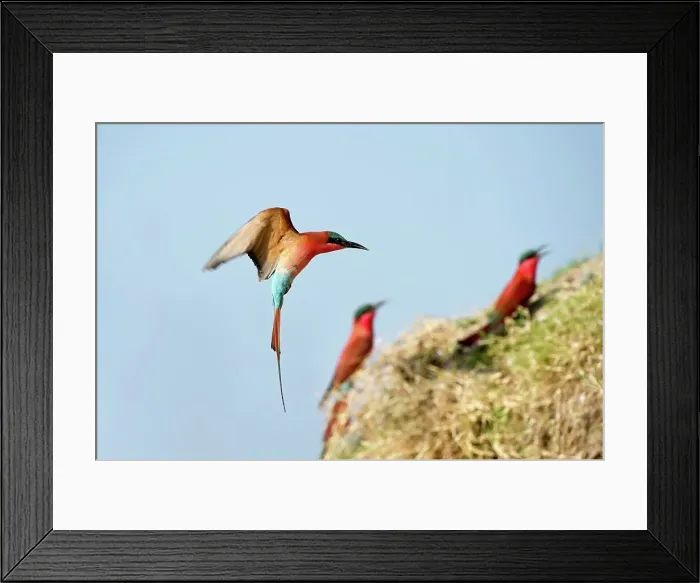 Framed Print : Southern Carmine Bee-Eaters (Merops nubicoides) returning to nest holes