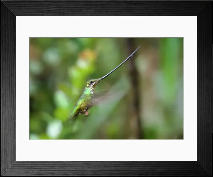 Framed Print : Close-up of a Sword-Billed hummingbird (Ensifera ensifera) Framed Print : Close-up of a Sword-Billed hummingbird (Ensifera ensifera)