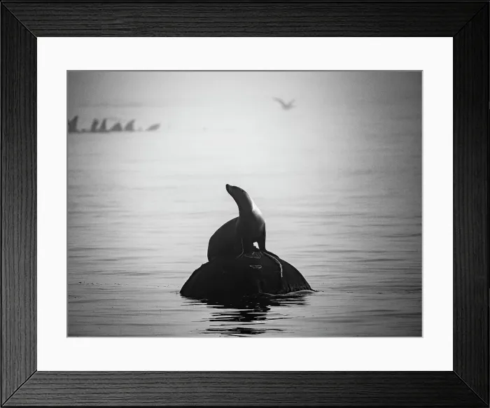 Framed Print : Black And White California California Sea Lion (Zalophus Californianus) Strikes A Pose In Montrey Bay Boat Harbor Framed Print : Black And White California California Sea Lion (Zalophus Californianus) Strikes A Pose In Montrey Bay Boat Harbor