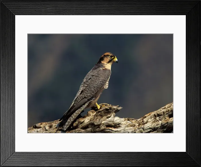 Framed Print : Lanner Falcon (Falco biarmicus) KwaZulu-Natal South Africa Framed Print : Lanner Falcon (Falco biarmicus) KwaZulu-Natal South Africa