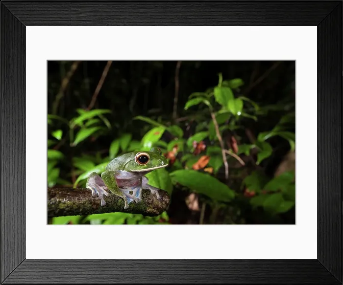 Framed Print : White-Lipped Tree frog (Boophis albilabris) in rainforest canopy Framed Print : White-Lipped Tree frog (Boophis albilabris) in rainforest canopy
