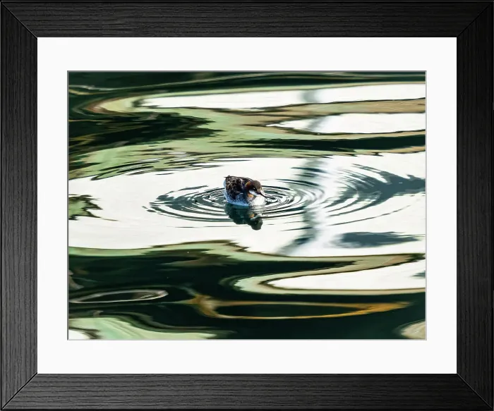 Framed Print : California Monterey Bay Pacific Ocean Phalaropus Lobatus Framed Print : California Monterey Bay Pacific Ocean Phalaropus Lobatus
