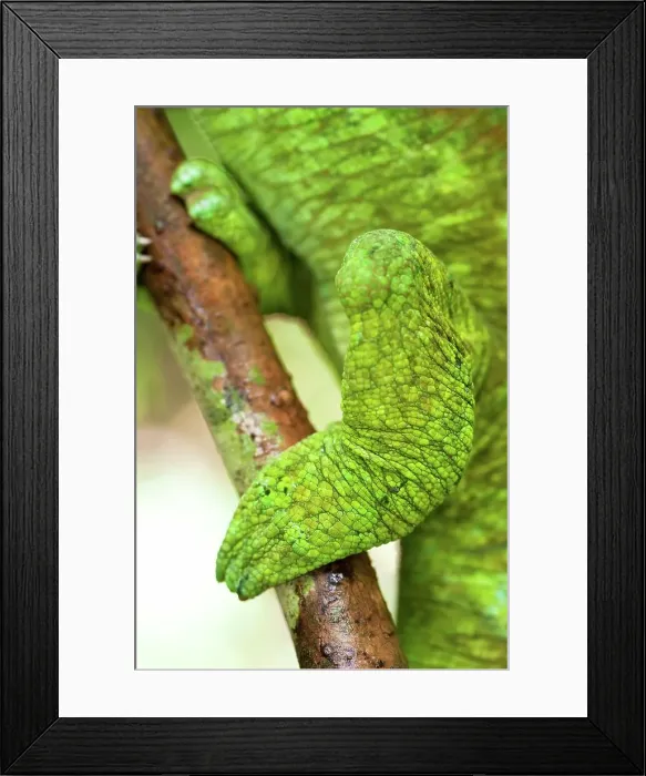 Framed Print : Grasping foot of Male Parson's chameleon (Calumma parsonii) in rainforest understory