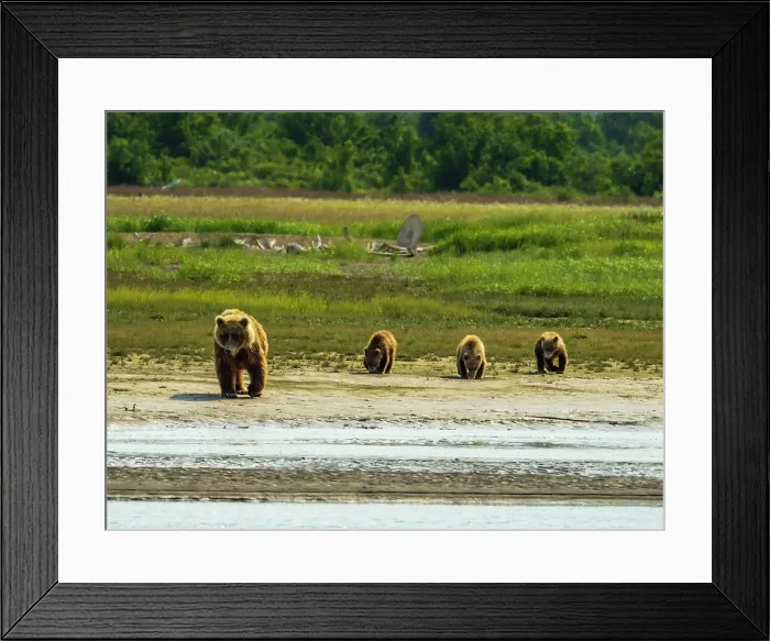 Framed Print : Alaska Alaska Peninsula Coastal Brown Bears (Ursus Arctos Horribilis)