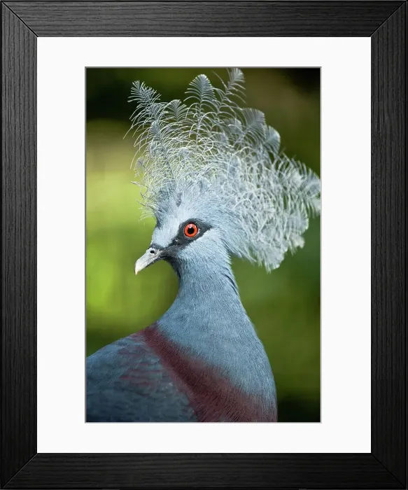 Framed Print : Close-up of a Southern Crowned pigeon (Goura scheepmakeri)