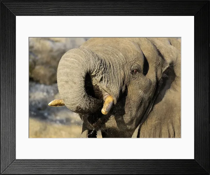 Framed Print : African bush elephant or African savanna elephant (Loxodonta africana) drinking Framed Print : African bush elephant or African savanna elephant (Loxodonta africana) drinking