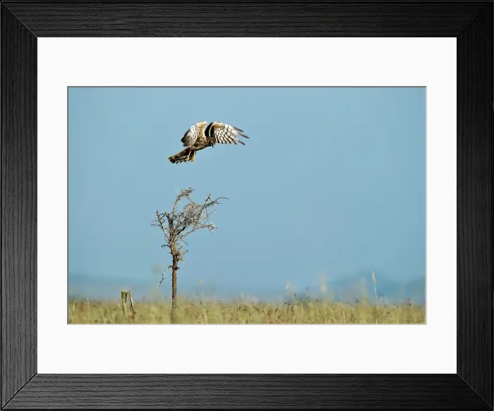 Framed Print : Female Pallid harrier (Circus macrourus) flying over long grass, Seronera Valley, Serengeti National Park, Tanzania Framed Print : Female Pallid harrier (Circus macrourus) flying over long grass, Seronera Valley, Serengeti National Park, Tanzania