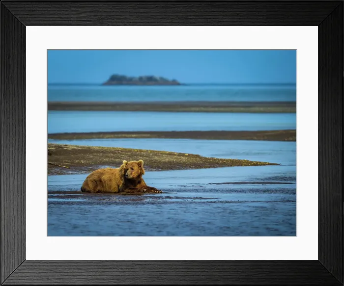 Framed Print : Alaska Alaska Peninsula Coastal Brown Bear Coastal Brown Bears (Ursus Arctos Horribilis) Framed Print : Alaska Alaska Peninsula Coastal Brown Bear Coastal Brown Bears (Ursus Arctos Horribilis)