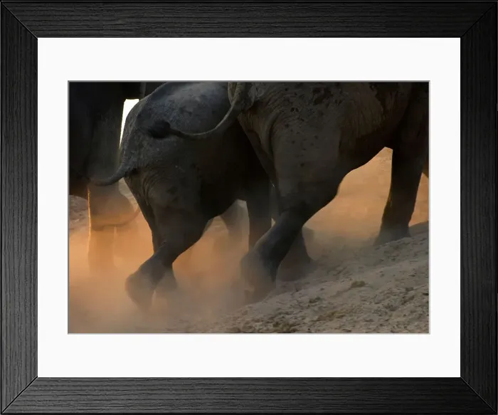 Framed Print : African elephants (Loxodonta africana) running on the banks of the Luangwa River Framed Print : African elephants (Loxodonta africana) running on the banks of the Luangwa River