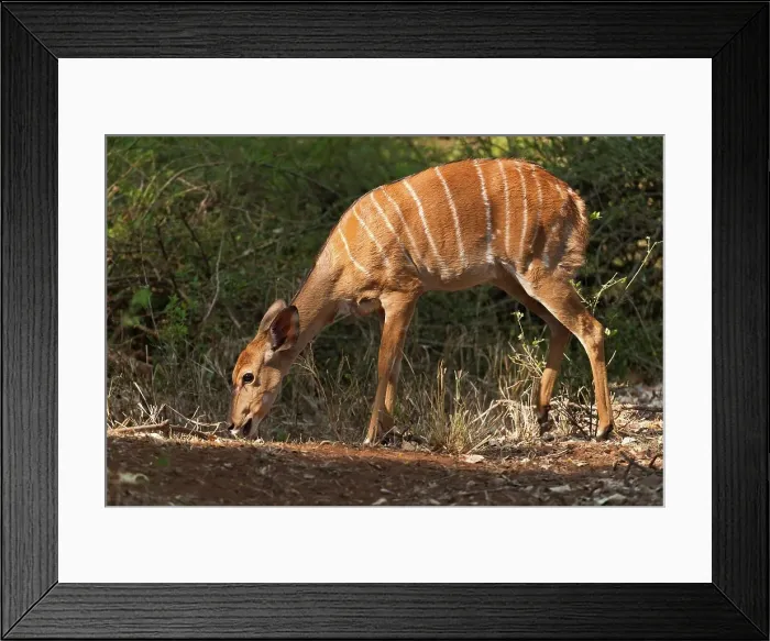 Framed Print : Nyala (Tragelaphus angasii) female at Pafuri Framed Print : Nyala (Tragelaphus angasii) female at Pafuri
