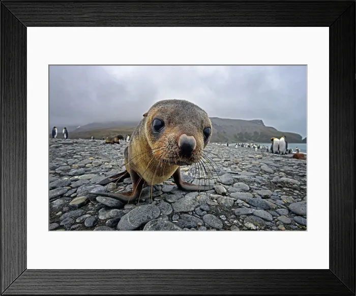 Framed Print : NIKON D600 Animal Wildlife Animal Nature Seal - Animal Framed Print : NIKON D600 Animal Wildlife Animal Nature Seal - Animal