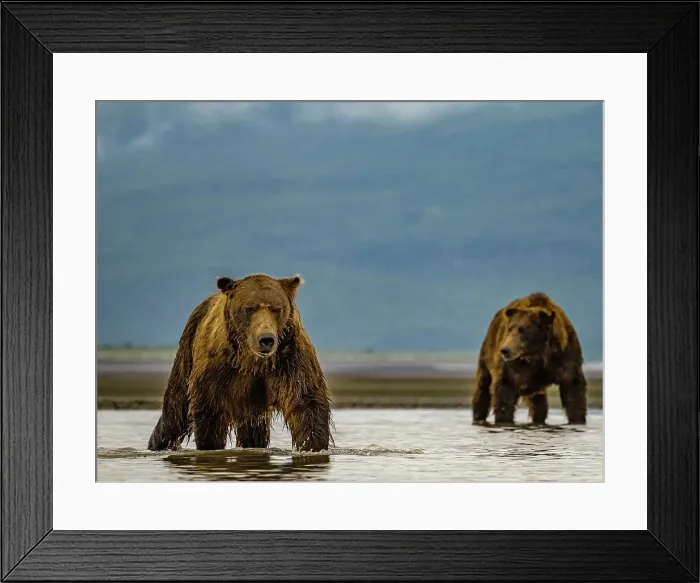 Framed Print : Alaska Chasing Salmon Coastal Brown Bears (Ursus Arctos Horribilis) Framed Print : Alaska Chasing Salmon Coastal Brown Bears (Ursus Arctos Horribilis)