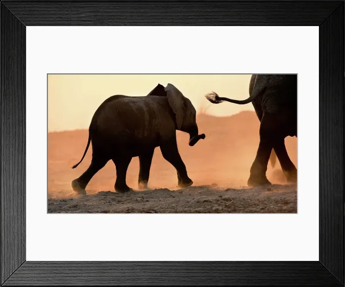 Framed Print : African elephant calf (Loxodonta africana) walking on the banks of the Luangwa River Framed Print : African elephant calf (Loxodonta africana) walking on the banks of the Luangwa River