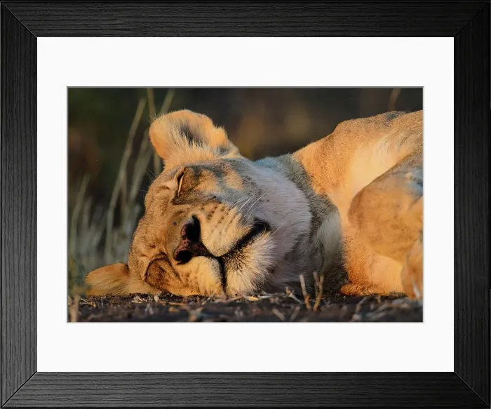 Framed Print : Lion (Panthera leo). sleeping Mashatu Game Reserve