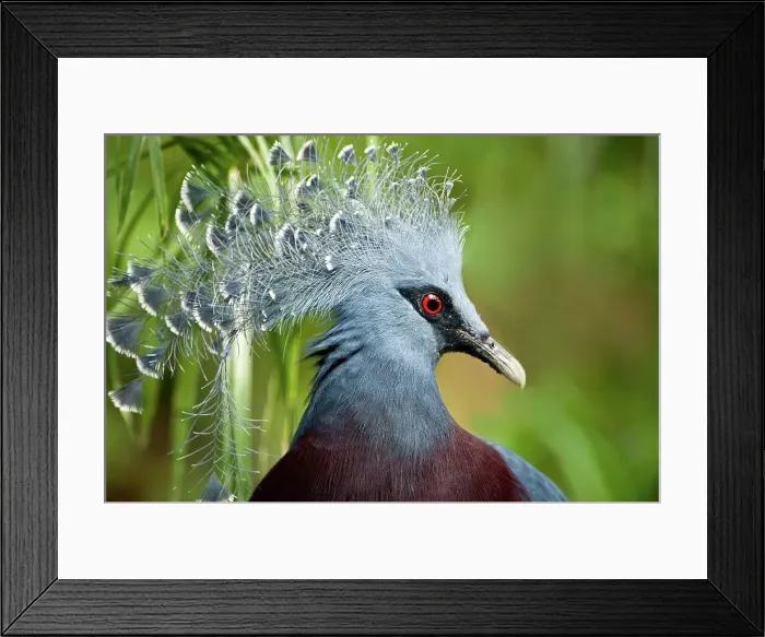 Framed Print : Close-up of a Southern Crowned pigeon (Goura scheepmakeri)