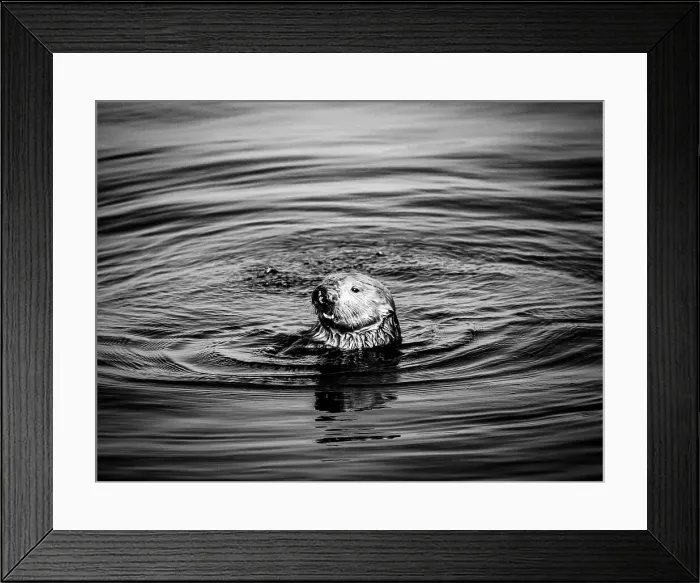 Framed Print : Black And White California Curious Southern Sea Otter (Enhydra Lutris)