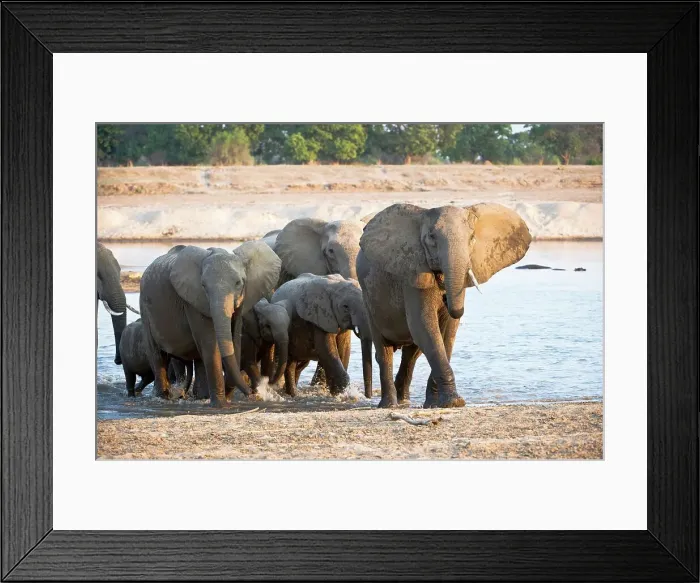 Framed Print : Herd of African elephants (Loxodonta africana) wading through the Luangwa River