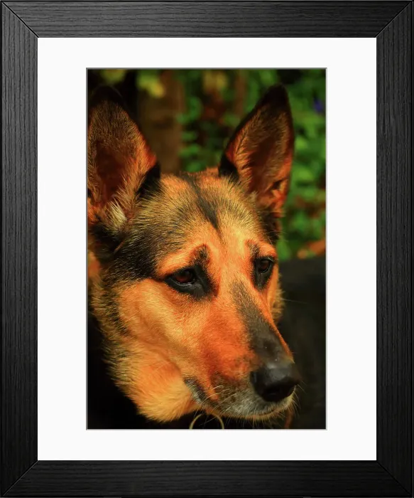 Framed Print : Greman Sheppards Face Framed Print : Greman Sheppards Face