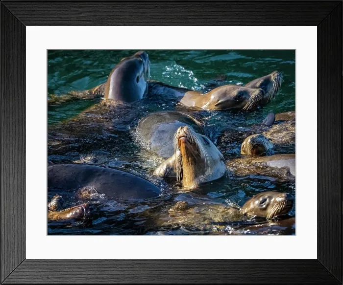 Framed Print : California California Sea Lion (Zalophus Californianus) Framed Print : California California Sea Lion (Zalophus Californianus)
