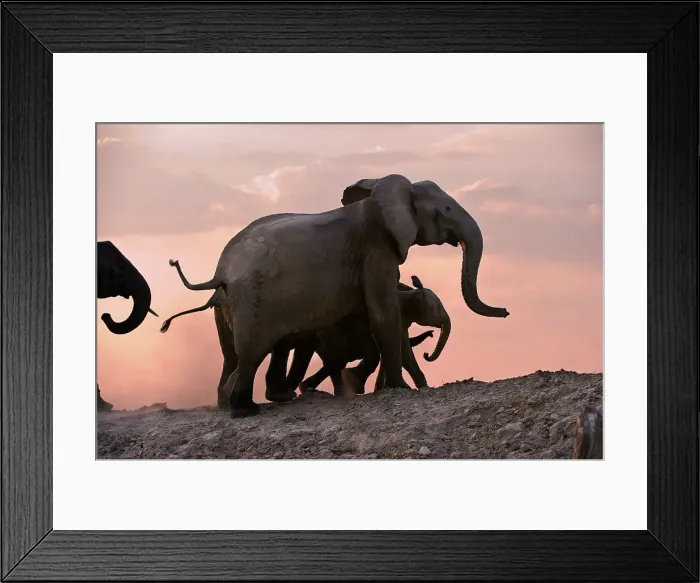 Framed Print : Herd of African elephants (Loxodonta africana) with calves walking on the banks of the Luangwa River Framed Print : Herd of African elephants (Loxodonta africana) with calves walking on the banks of the Luangwa River