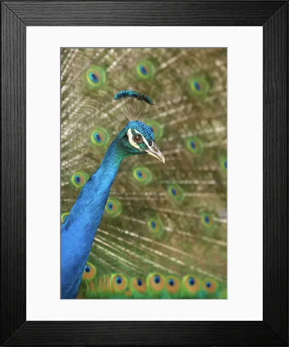 Framed Print : Peacock. (Pavo cristatus). Johannesburg Framed Print : Peacock. (Pavo cristatus). Johannesburg