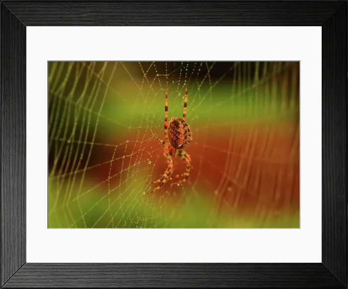 Framed Print : Female Araneus diadematus Spider in Web in Mukilteo Washington