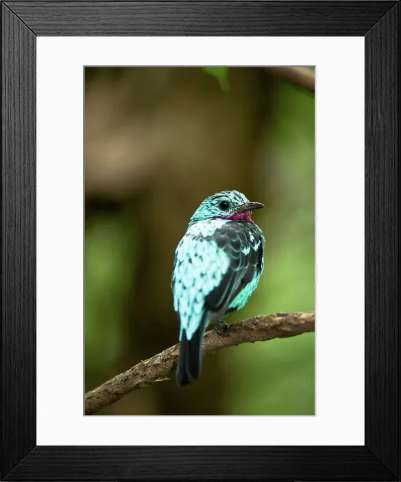 Framed Print : Close-up of a Spangled cotinga (Cotinga cayana) perching on branch in a zoo