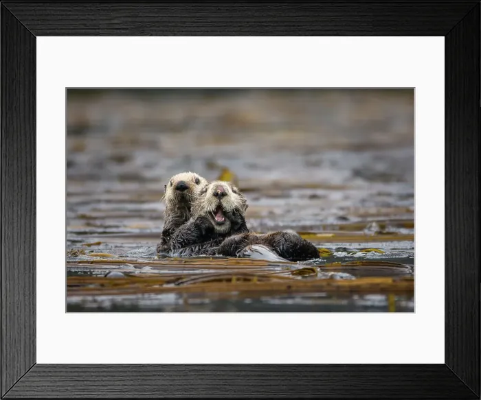 Framed Print : Alaska Inside Passage National Geographic Sea Lion