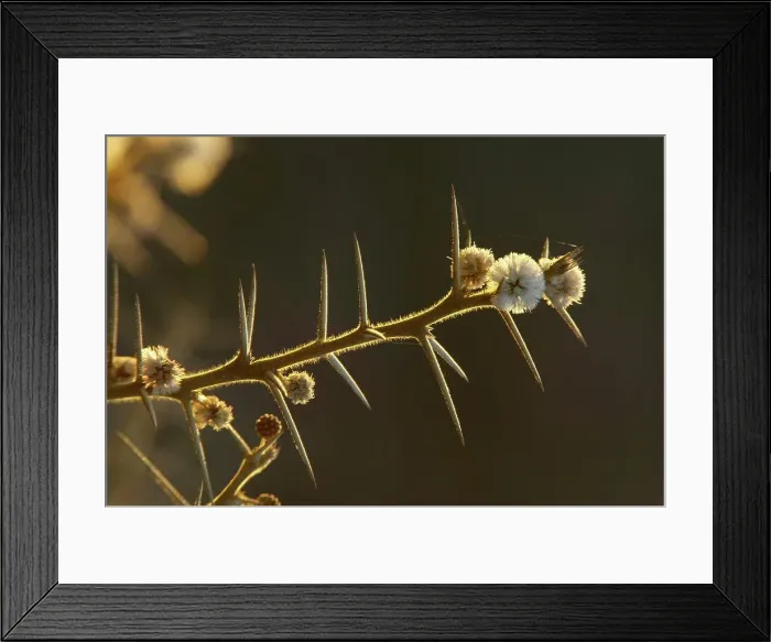Framed Print : Water Acacia (Acacia nebrownii) flowers Framed Print : Water Acacia (Acacia nebrownii) flowers