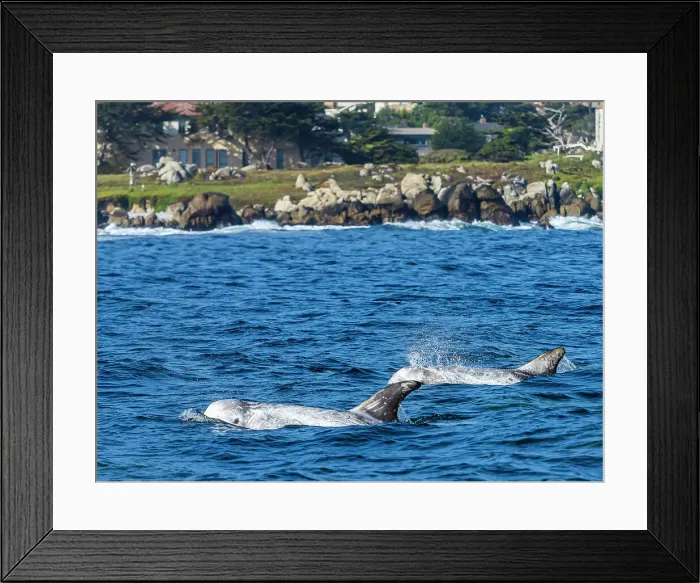 Framed Print : California Monterey Bay Monterey Bay Whale Watch Framed Print : California Monterey Bay Monterey Bay Whale Watch