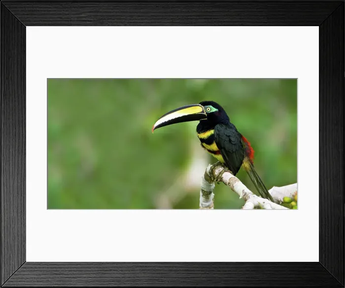 Framed Print : Many-Banded aracari (Pteroglossus pluricinctus) perching on a branch Framed Print : Many-Banded aracari (Pteroglossus pluricinctus) perching on a branch