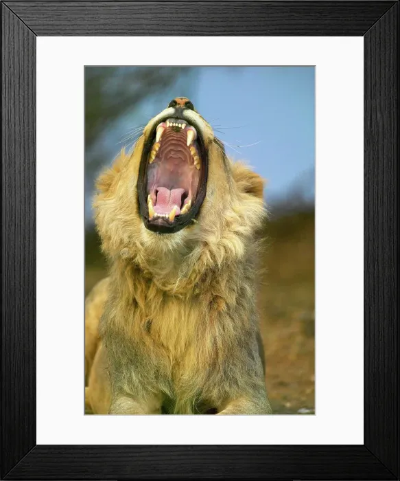 Framed Print : Lion (Panthera leo). Mashatu Game Reserve Framed Print : Lion (Panthera leo). Mashatu Game Reserve