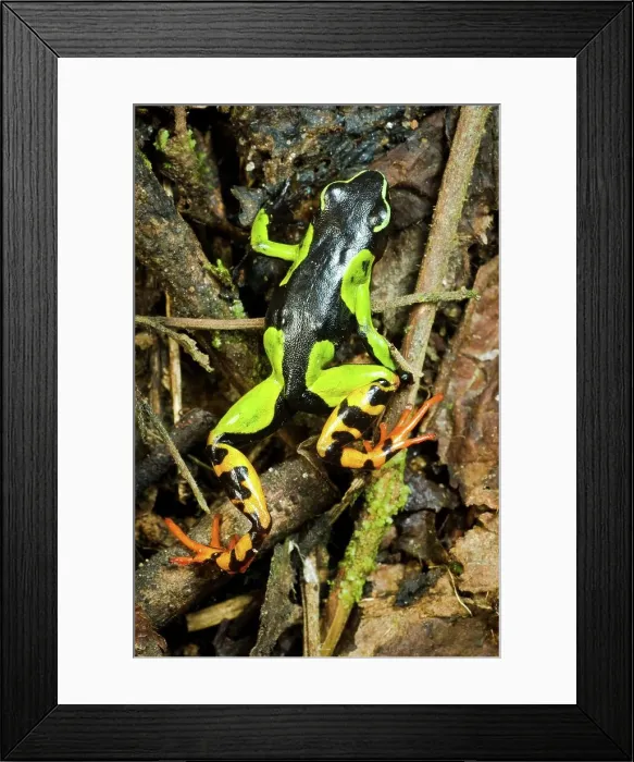 Framed Print : Malagasy Painted mantella (Mantella madagascariensis) frog in a forest Framed Print : Malagasy Painted mantella (Mantella madagascariensis) frog in a forest