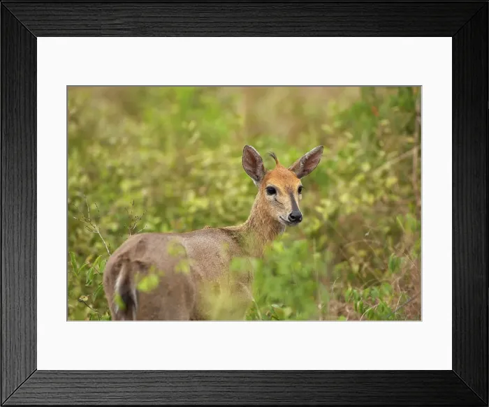 Framed Print : Common (grey) Duiker Sylvicapra grimmia} Framed Print : Common (grey) Duiker Sylvicapra grimmia}
