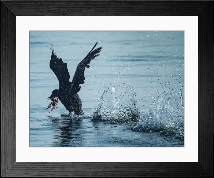 Framed Print : Brandt Cormorant California Collecting Monterey Bay Framed Print : Brandt Cormorant California Collecting Monterey Bay