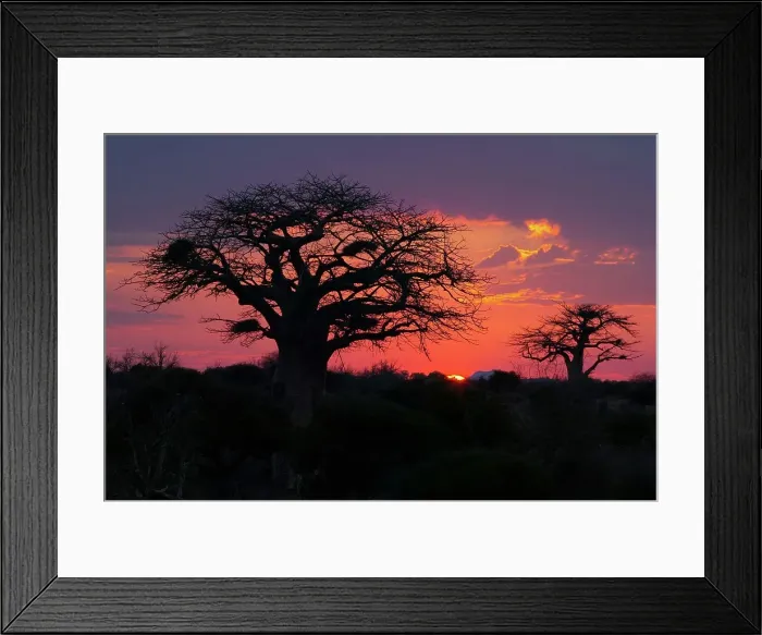 Framed Print : Baobab Tree (Andansonia digitata) at dawn Framed Print : Baobab Tree (Andansonia digitata) at dawn