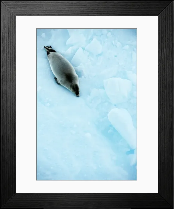Framed Print : Crabeater seal (Lobodon carcinophaga) on ice flow Framed Print : Crabeater seal (Lobodon carcinophaga) on ice flow